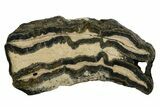 Mammoth Molar Slice With Case - South Carolina #337735-1